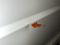 preview Renault Trafic #5