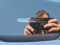 preview Seat Ibiza #1